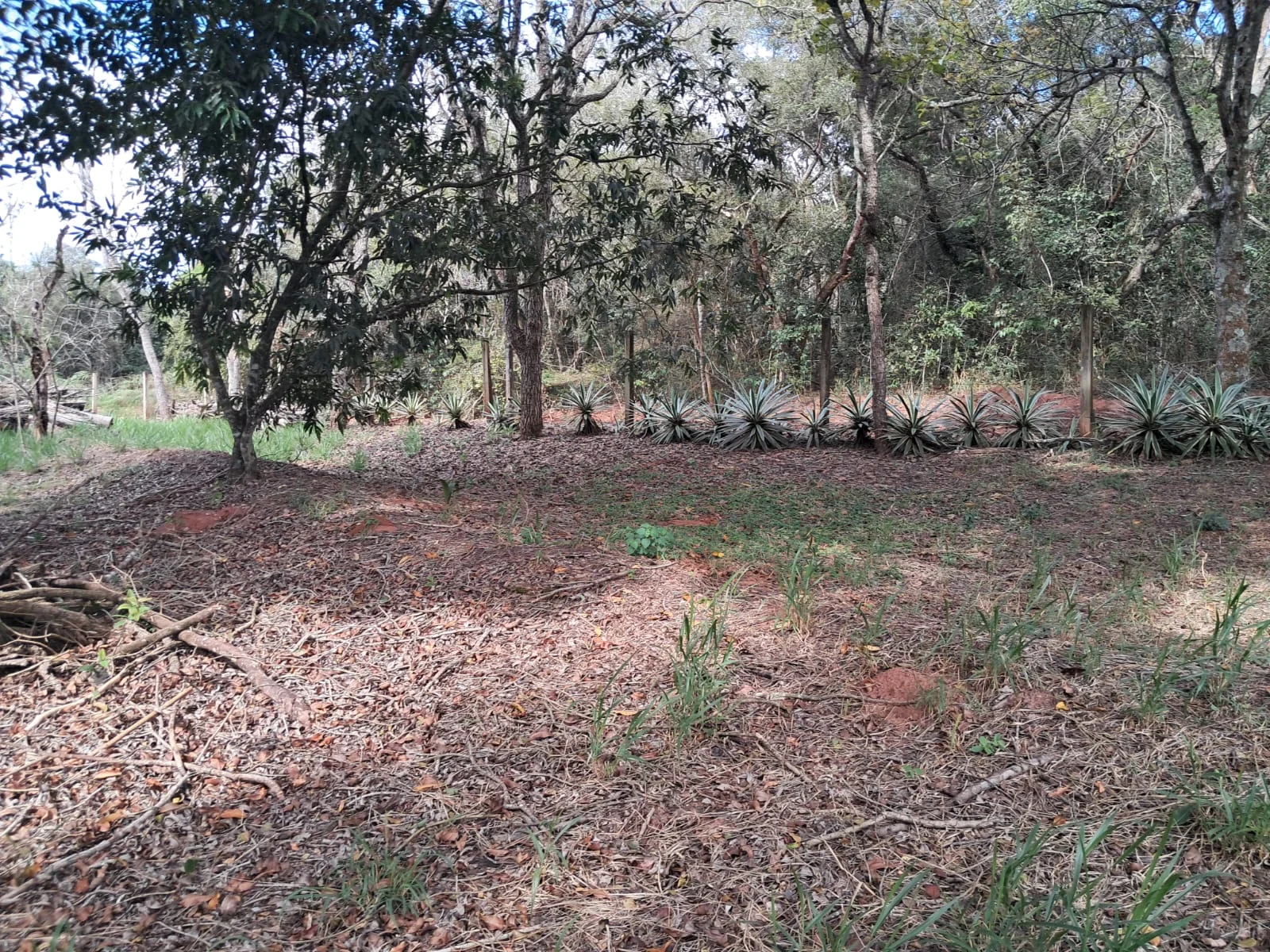 Chácara no Bairro Santoro - Foto 7